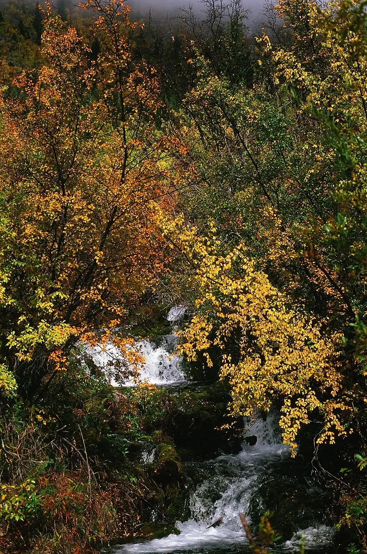 Autumn in the North Fork Teton River valley, Helena-Lewis and Clark National Forest (52940390962)