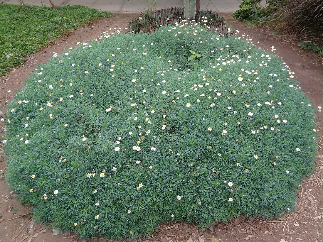 Jardín botánico de la Universidad Nacional Mayor de San Marcos (1)