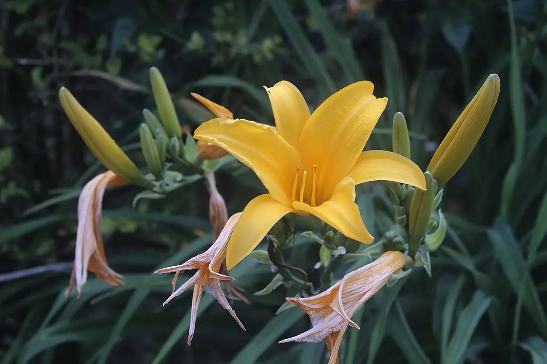 Lily Lilium botanic garden Limbe Cameroon