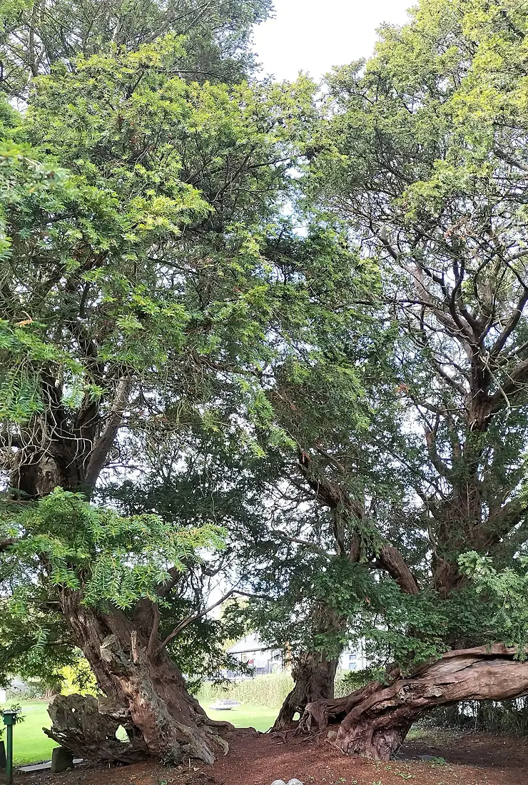 Llangernyw yew panorama