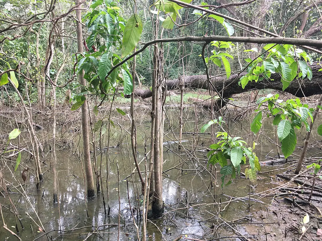 A stagnant stream in Mabira Forest