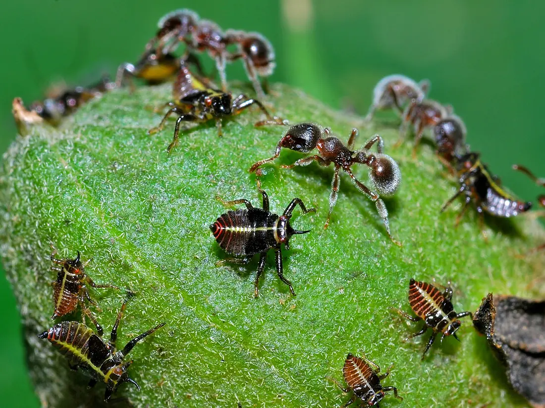 Tettigometrid Bugs Nymphs (Tettigometridae) looked after by ants (17651433563)