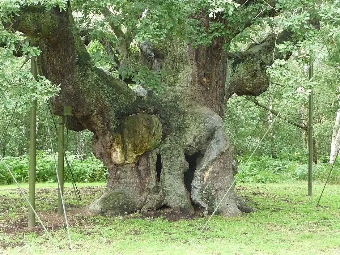 Major Oak 01