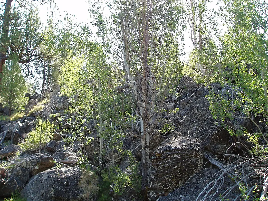 Birch Tree Grove and Cliff-Malheur (29672159836)