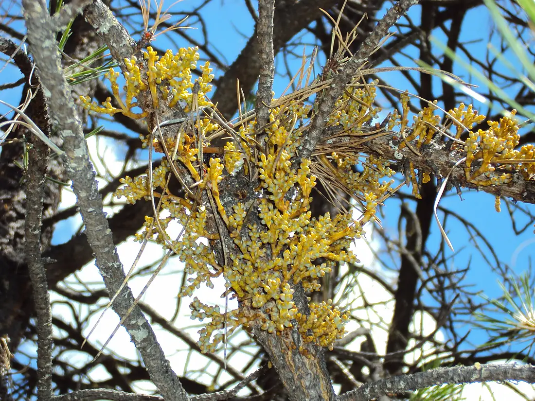 2010. Dwarf mistletoe in ponderosa pine. Malheur National Forest, Oregon. (37482496221)