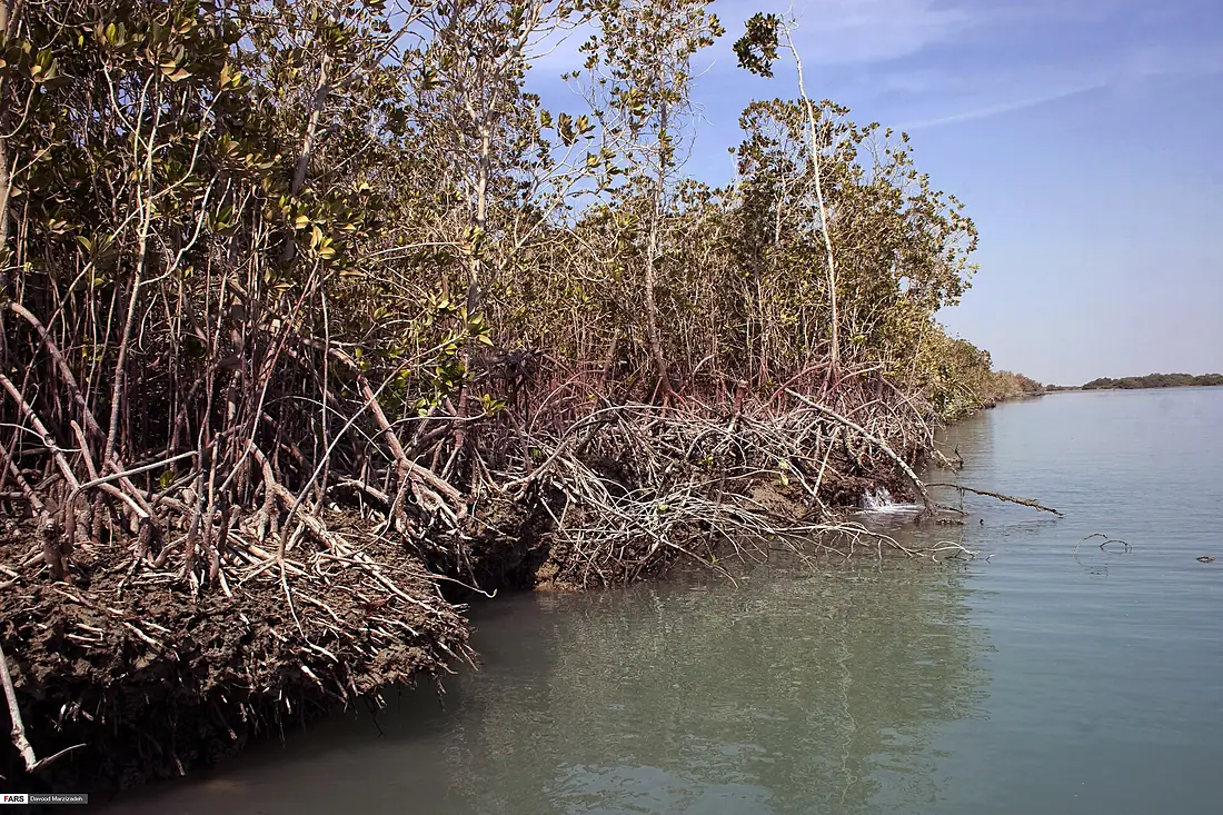 Mangrove forests of Qeshm 13961110 06