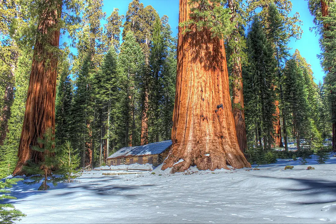 Mariposa Grove - panoramio