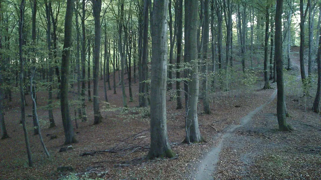Beech wood in October