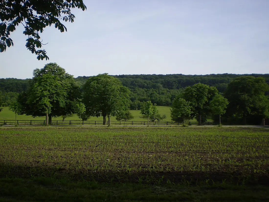 Hohenauer Wiese Lainzer Tiergarten