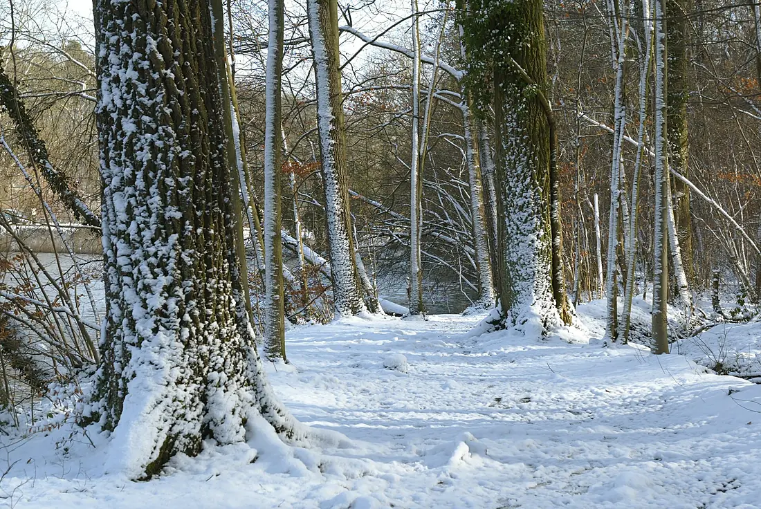 Sneeuw in Meerdaalbos - 372695 - onroerenderfgoed