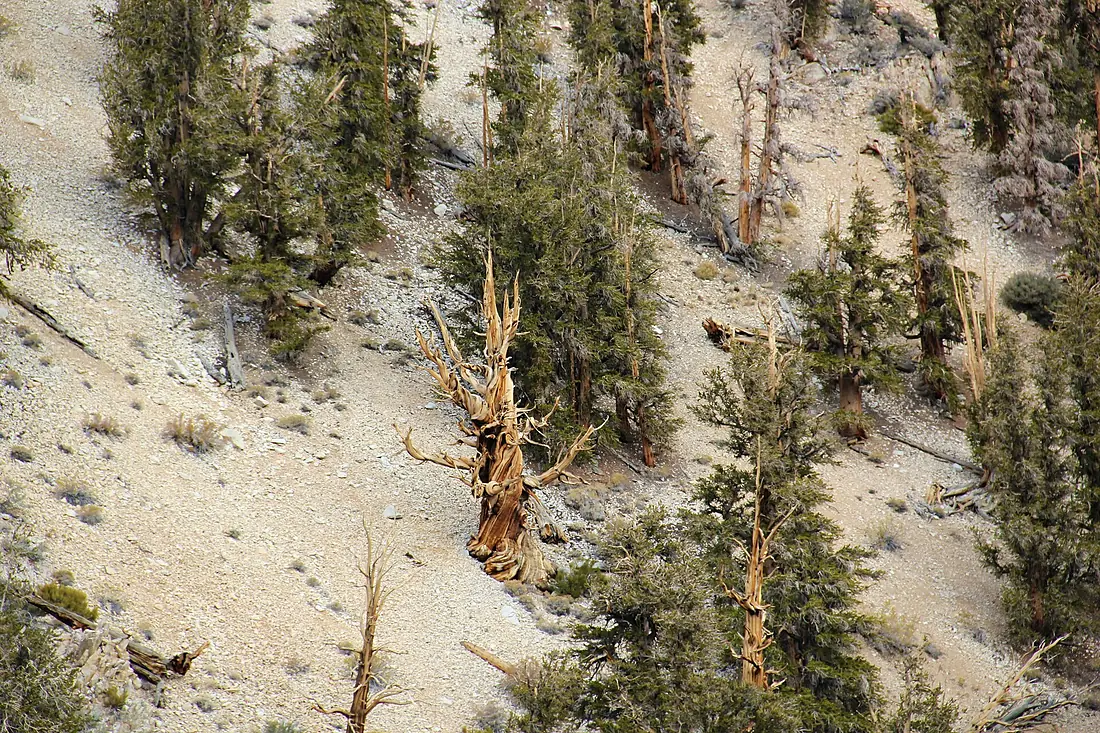 Lonely, death bristlecone pine tree - Flickr - daveynin