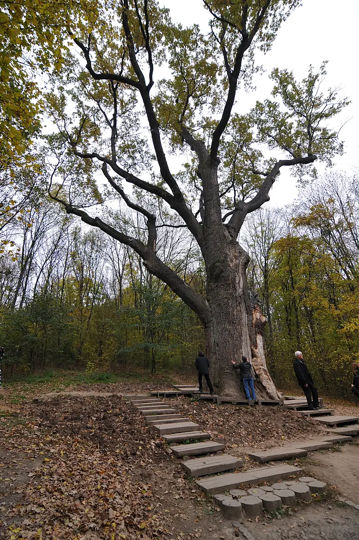 71-254-5023 Zalizniak Oak DSC 8056