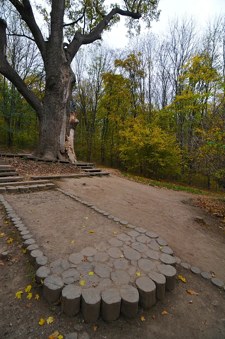 71-254-5023 Zalizniak Oak DSC 8063