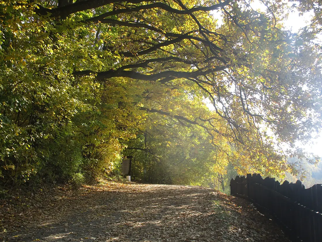 Buda - Zalizniak oak road