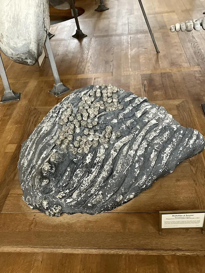 Menton d’une baleine à bosse