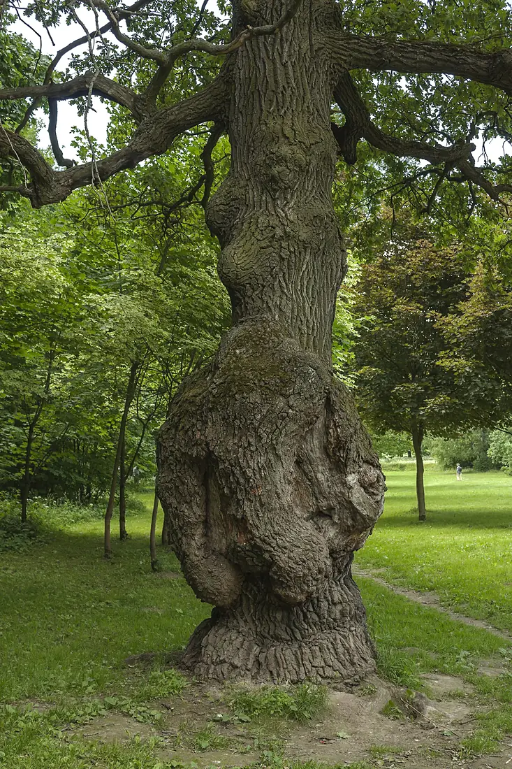 Main Botanical Garden of the Academy of Sciences of Russia 2297