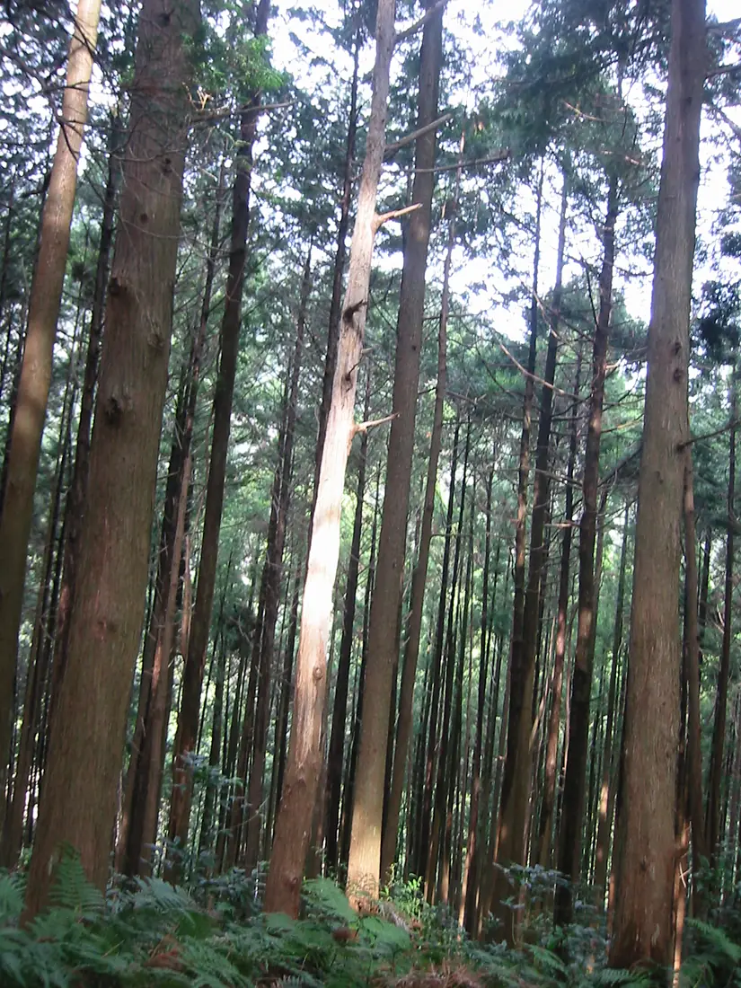 Daimonzaka8562