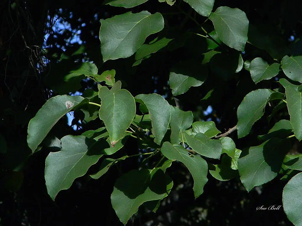 Cordia africana03