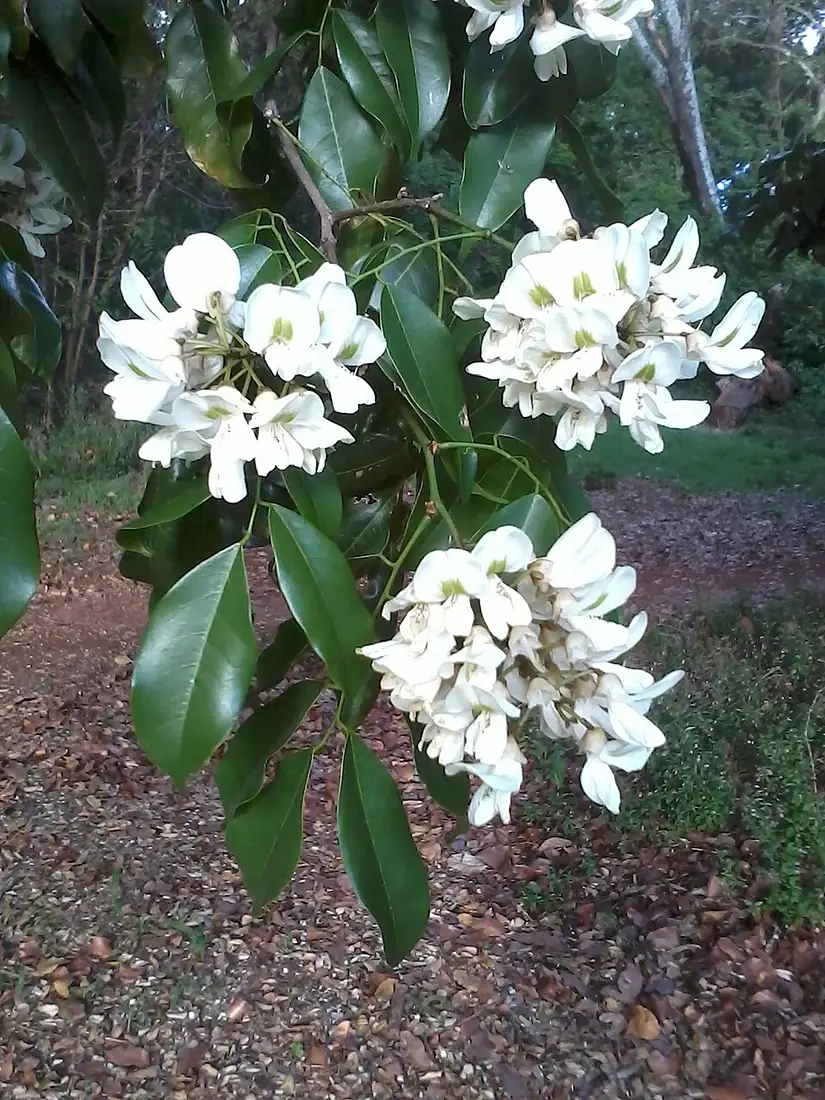 Craibia brevicaudata03