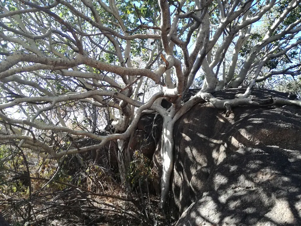 3 Botswana Botanical Gardens Gaborone