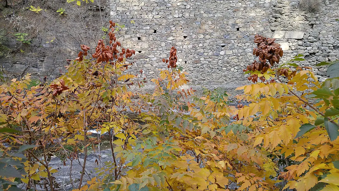 Autumn season in Butanic Garden فصل پاییز در باغ بوتانیکال تفلیس 02