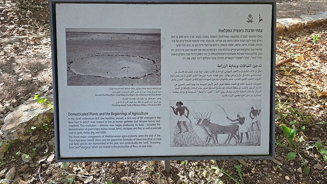 AvneyMoreshet-6a027f68-Botanical Garden on Mount Scopus - Jerusalem