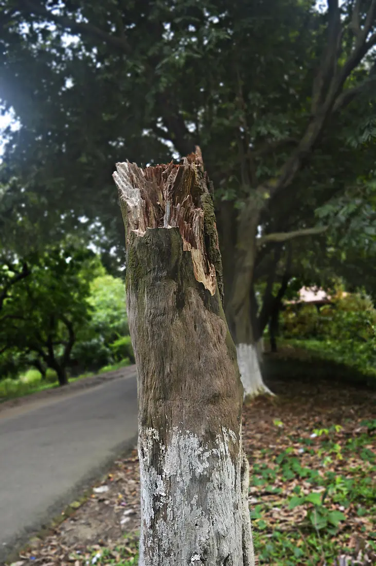 Affected Tree after Thunderstorm in National Botanical Garden of bangladesh