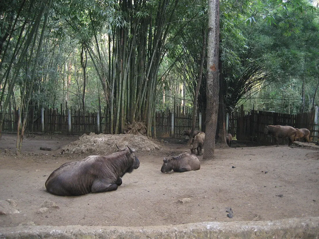 Takin at Kandawgyi National Botanical Gardens