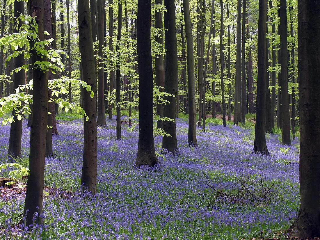Kolenwoud - Neigembos (2005-04-30 16-05-44)