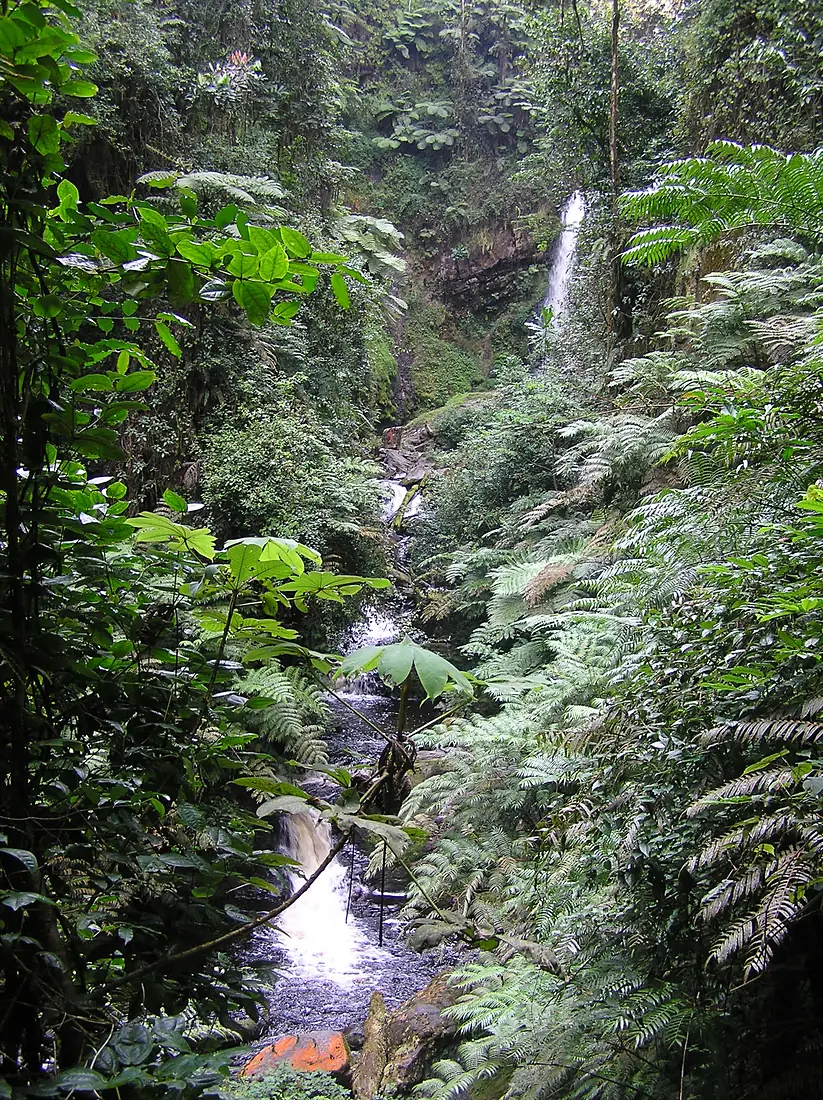 RwandaNyungwe