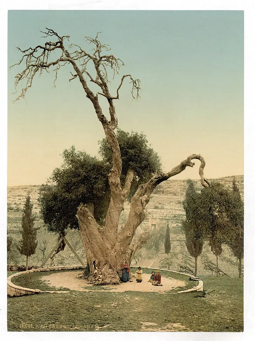 Abraham's tree Mamreh, Hebron, Holy Land, (i.e., West Bank)-LCCN2002724988
