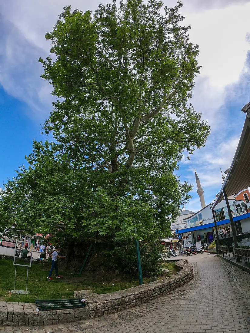 Ohrid plane tree, Kruševo Republic Square 01