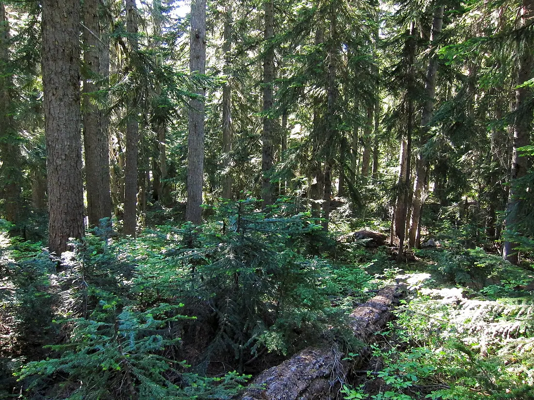 Blue Lake Trail at Okanogan National Forest