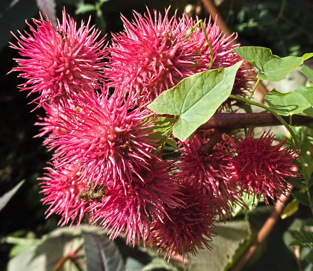 Alte Botanische Garten Zürich 6