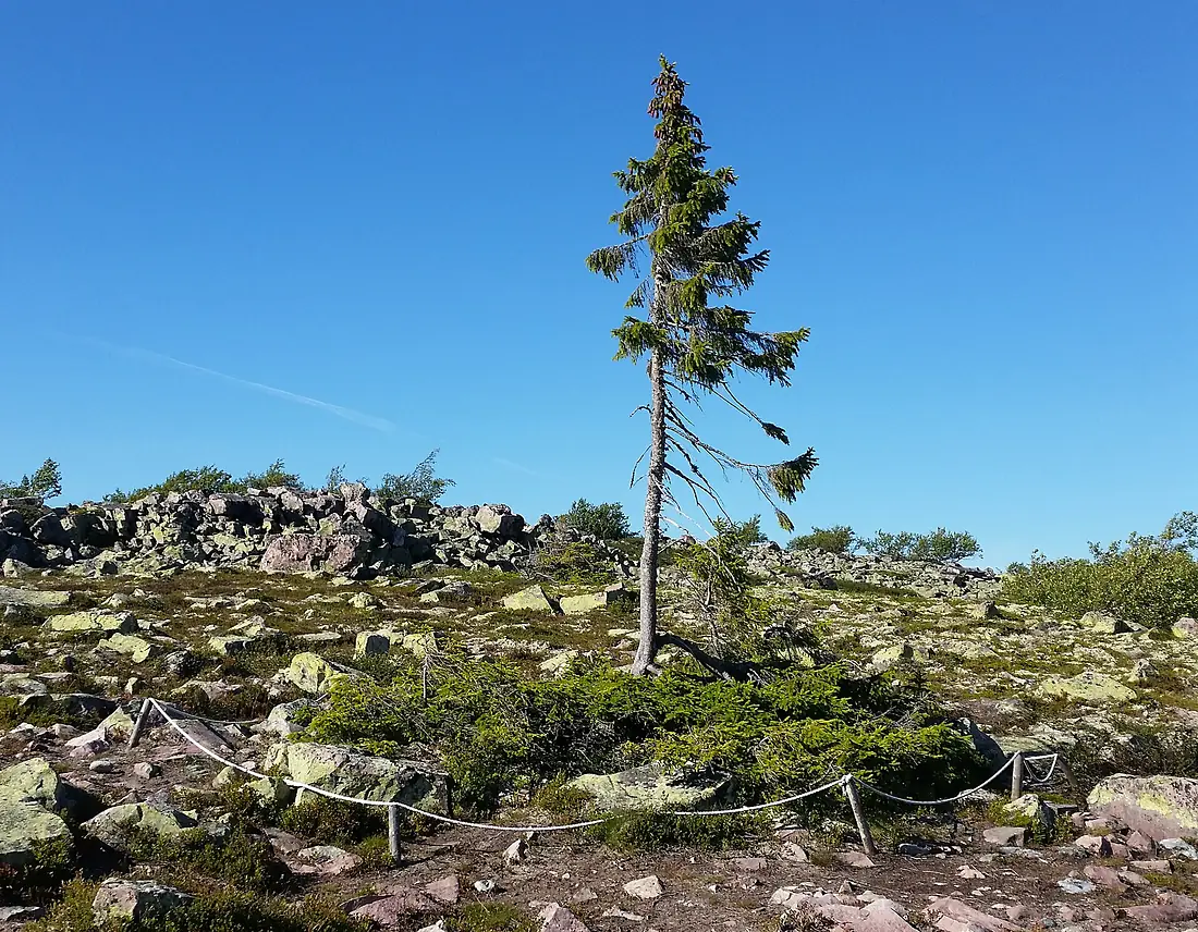 20150819 155611-old-tjikko-complete