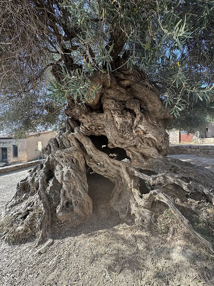 Ancient olive tree of Vouves closeup
