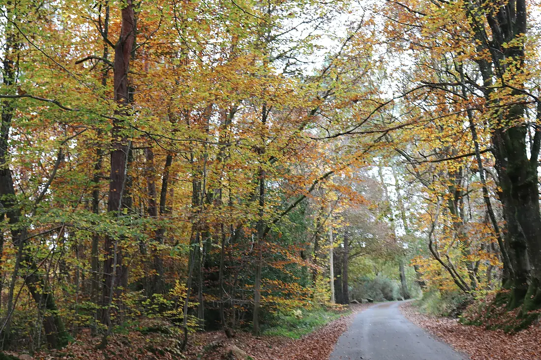 La forêt de Brocéliande en automne - 01
