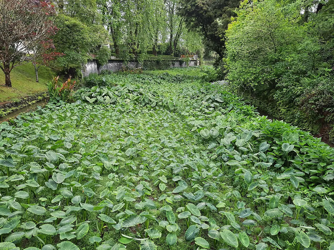 20220519.Parque Terra Nostra.-010.1