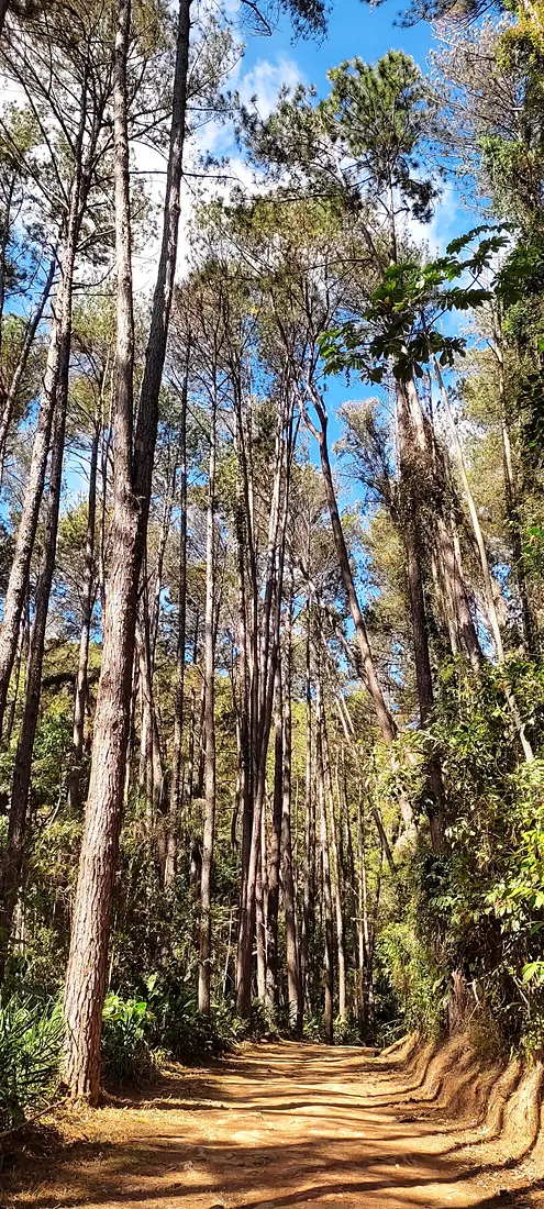 Floresta Nacional Passa Quatro Juliana A Schionato (01)