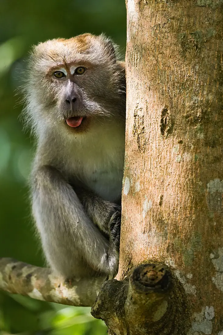 Curious Lookout