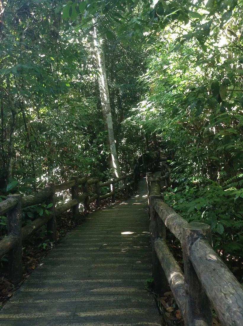 BukitPatoiForestWalkway