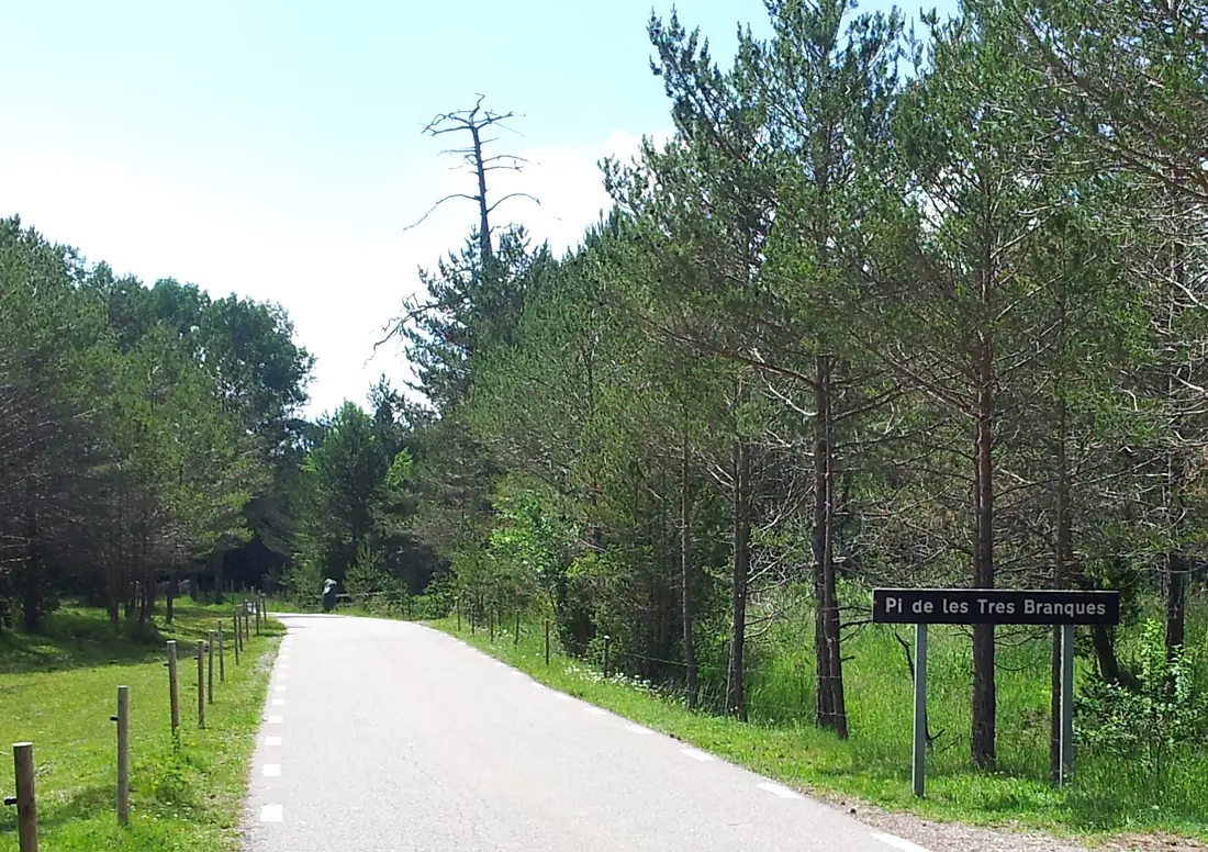 Carretera Pi de les Tres Branques, juny 2015