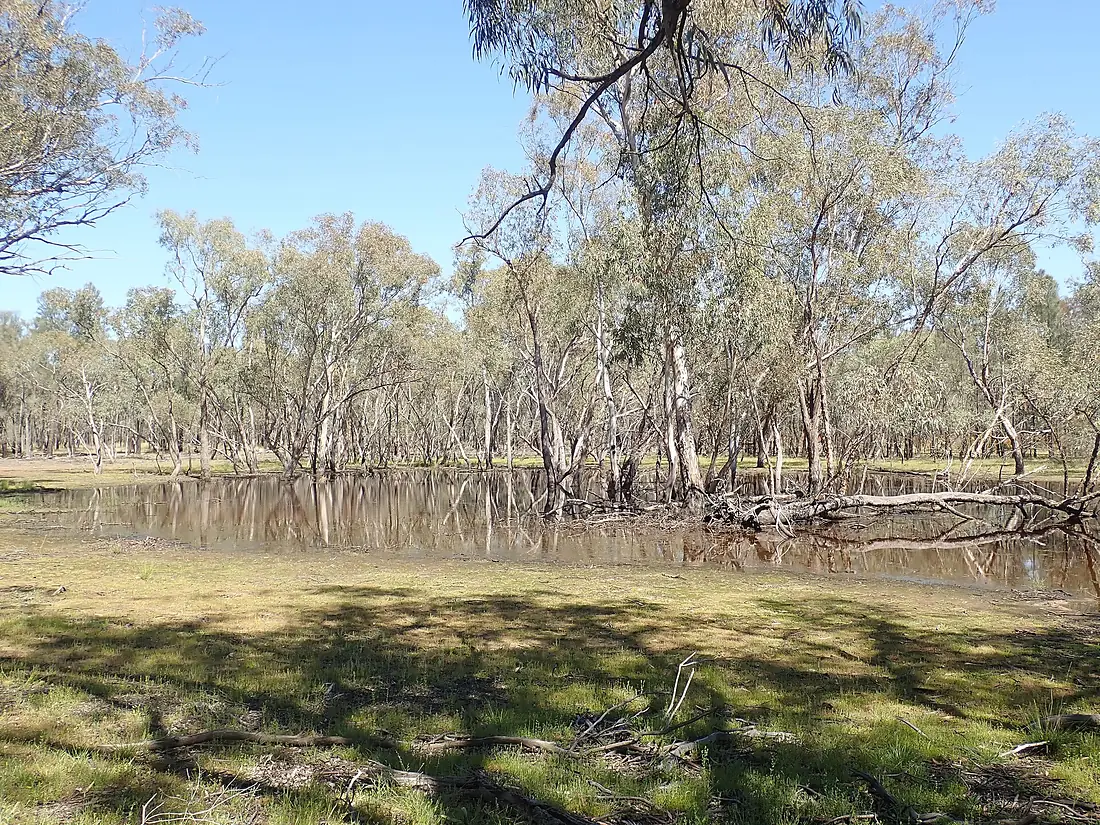 Intermittent wetland in Pilliga National Park -2