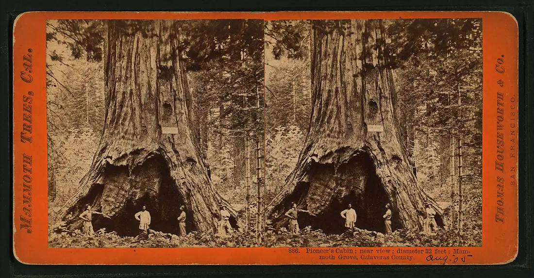 Pioneer's Cabin, near view, diameter 32 ft. Mammoth Grove, Calaveras County, by Lawrence & Houseworth 3