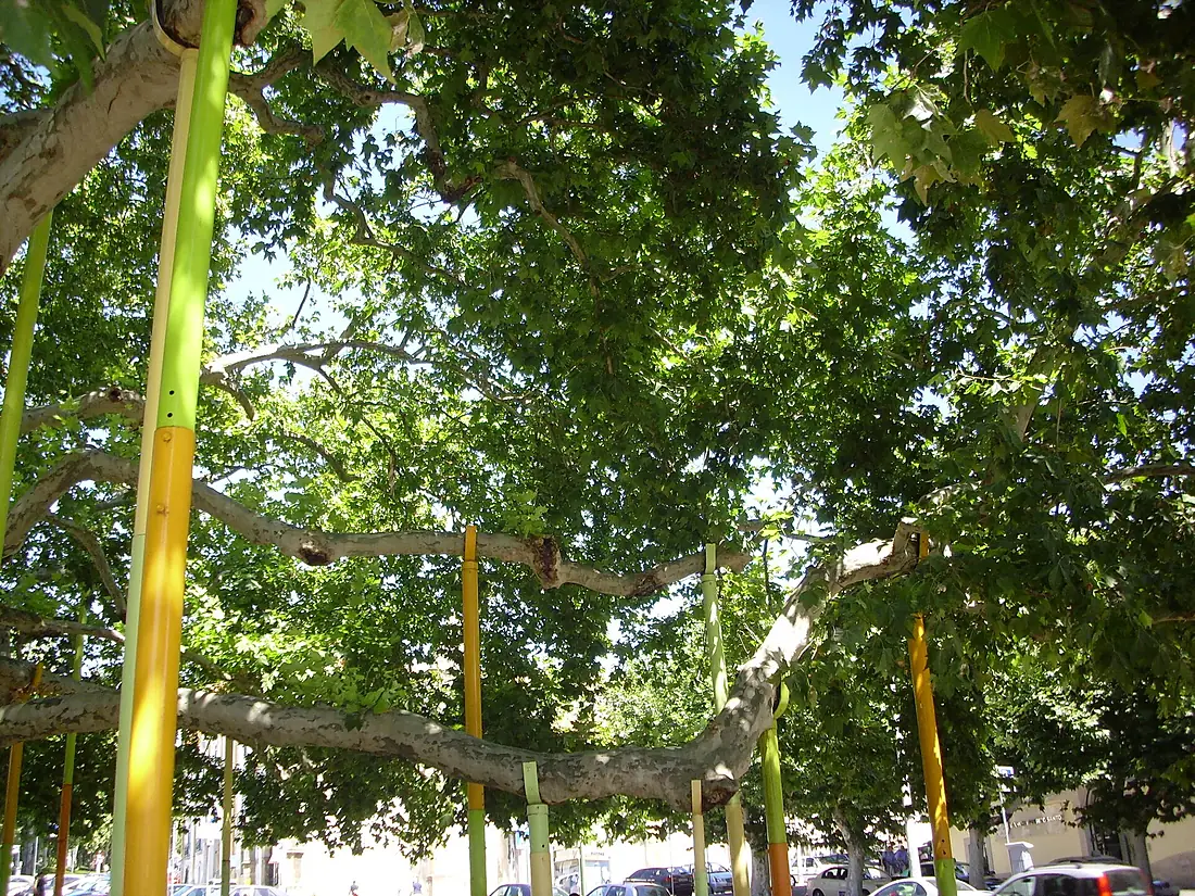 Plátano Centenário (pormenor)
