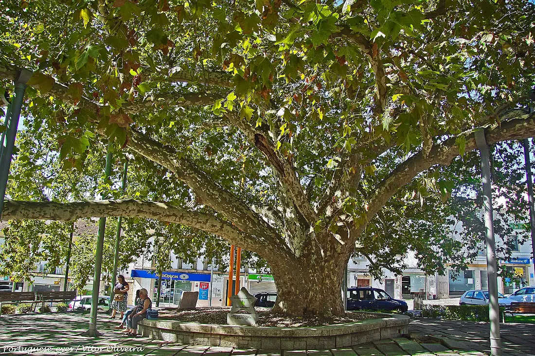 Plátano do Rossio - Portalegre - Portugal (46489073374)