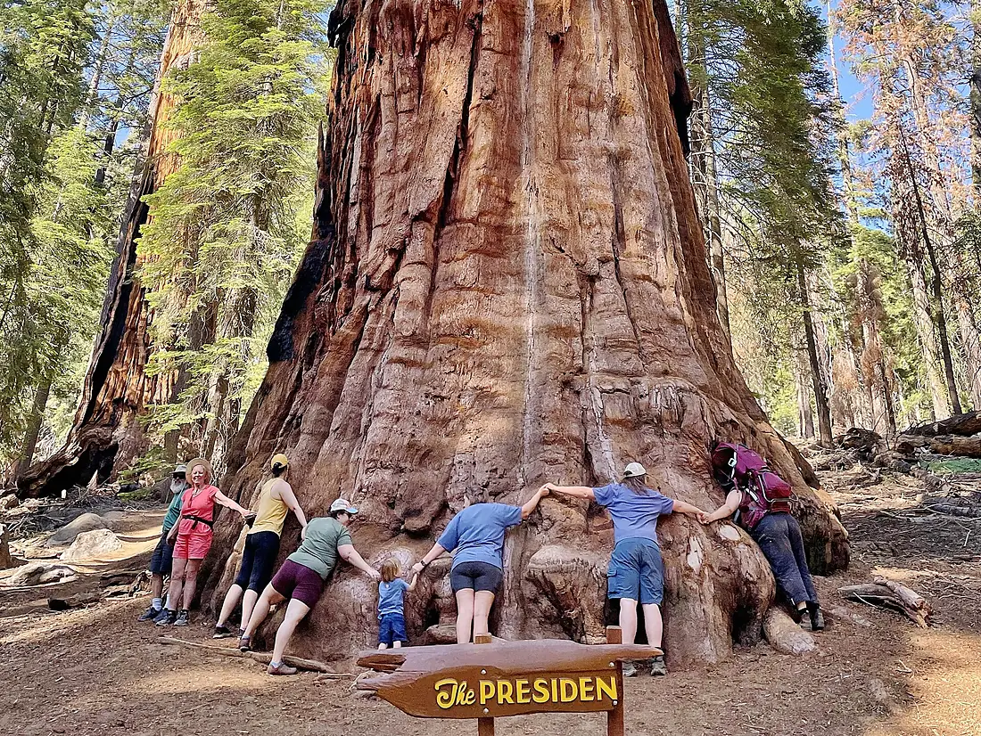 The President Sequoia Tree in Sequoia National Park (close up) July 2023
