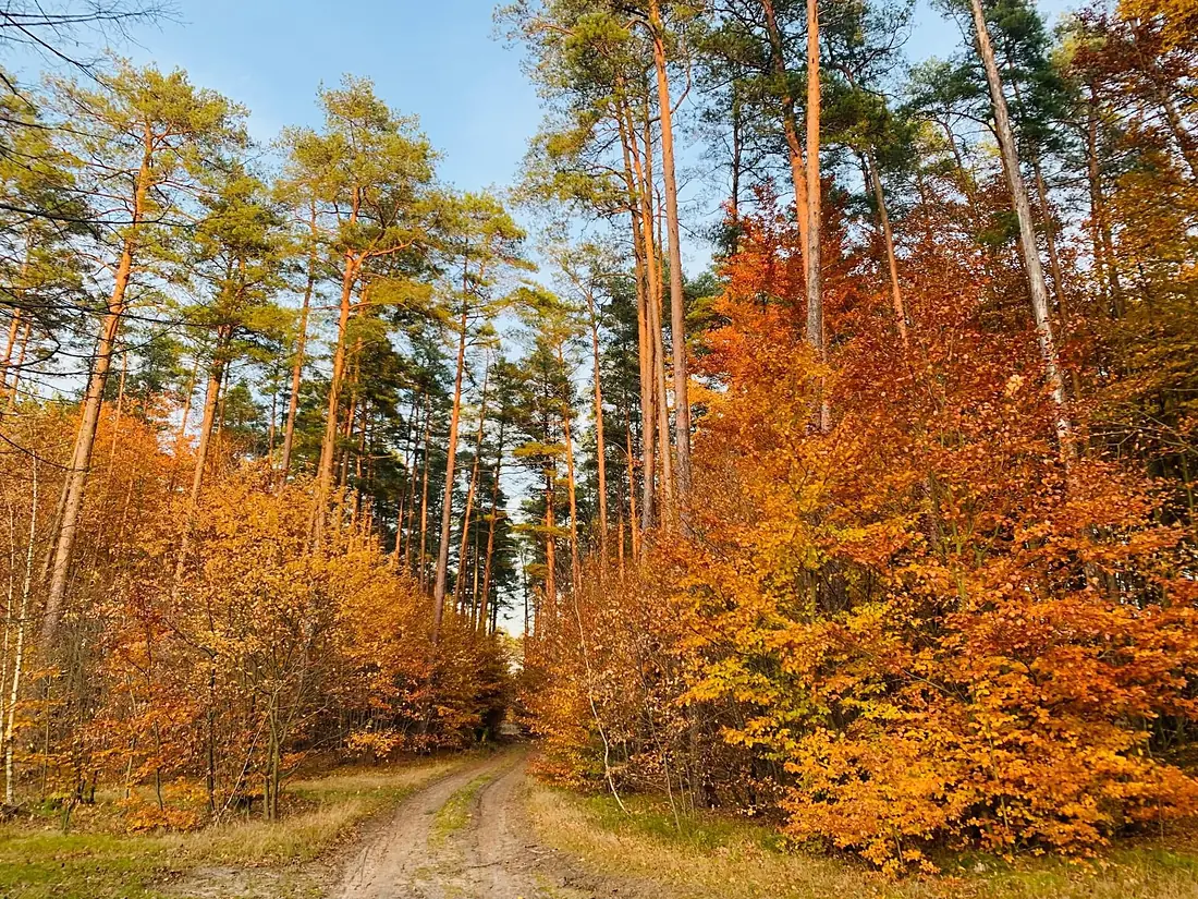 Puszcza Biała jesienią 01