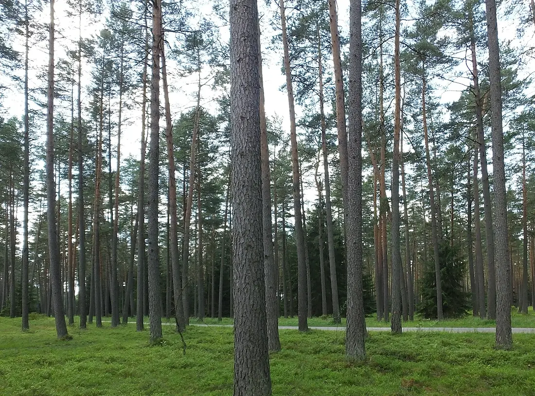 Peucedano-pinetum puszcza piska