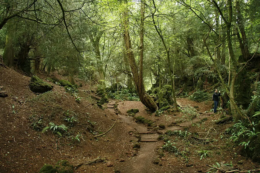 Puzzlewood (3899455477)